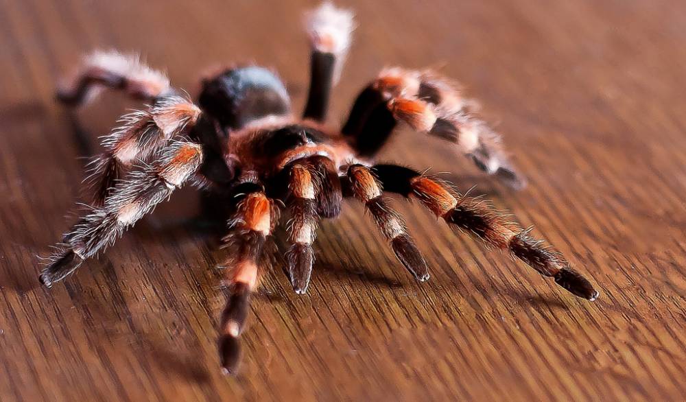 tarantula-hd-free-wallpaper