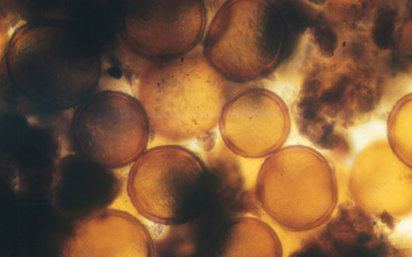 digitallpost-uanlmic3