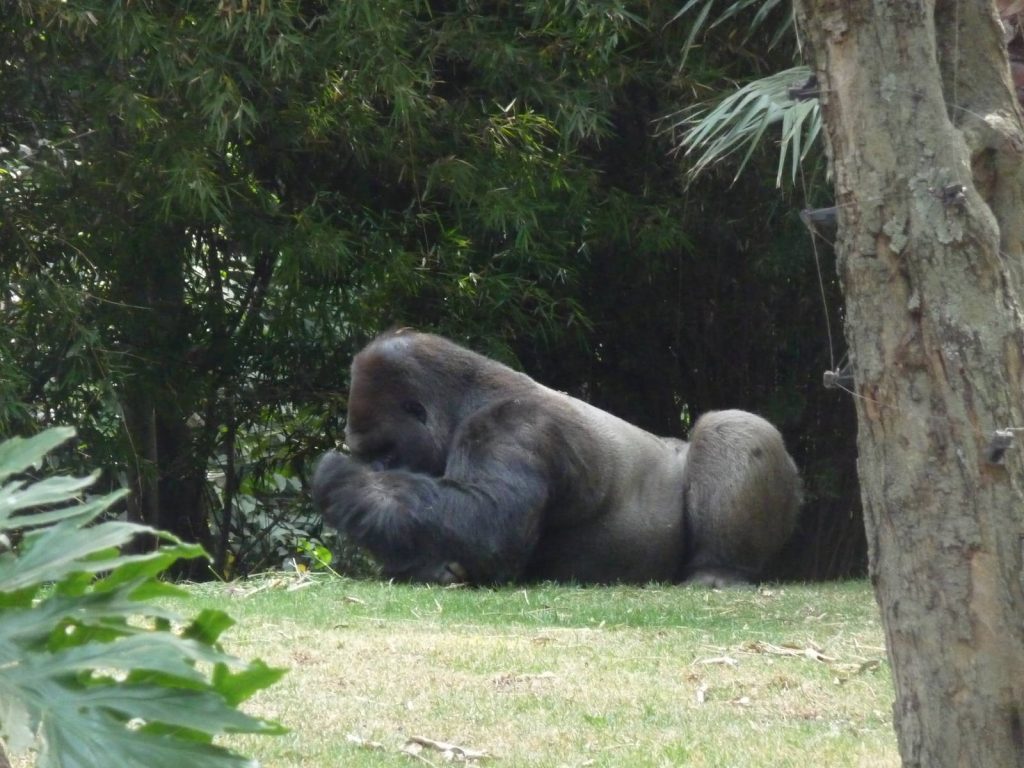 Gorila Bantú.// Foto: internet