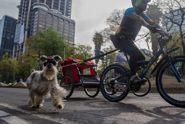 MÉXICO, D.F., 25ENERO2015.- Cientos de ciclistas recorren Paseo de la Reforma con sus familiares, amigos o mascotas, en el marco del Paseo Dominical Muevete en Bici. FOTO: ISAAC ESQUIVEL /CUARTOSCURO.COM