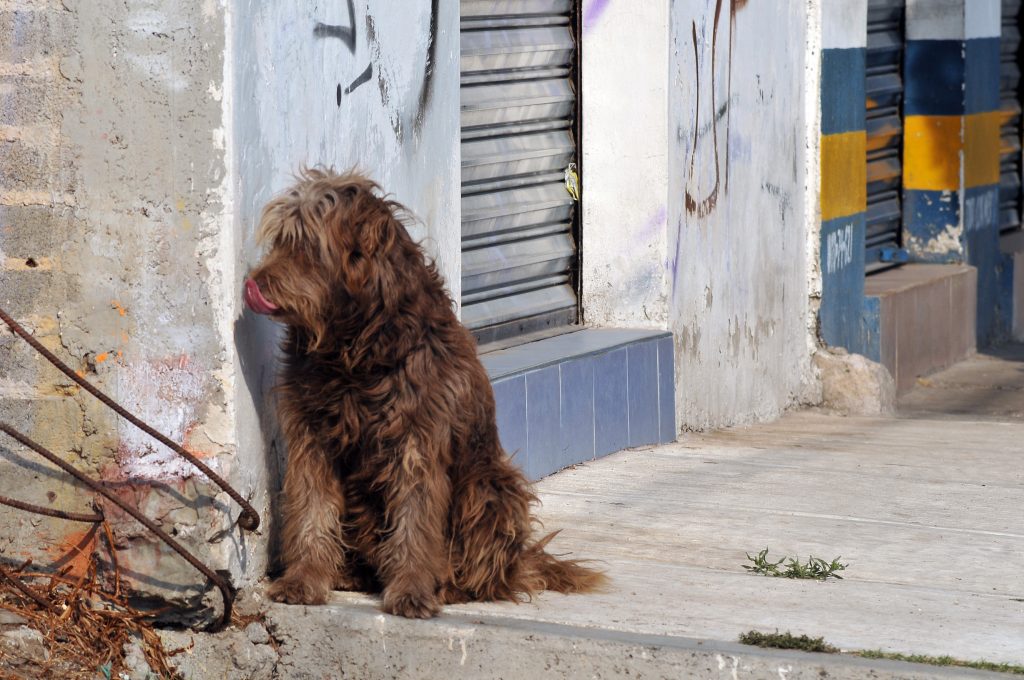 PERROS CALLEJEROS