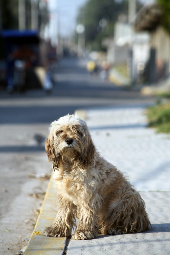 PERROS CALLEJEROS