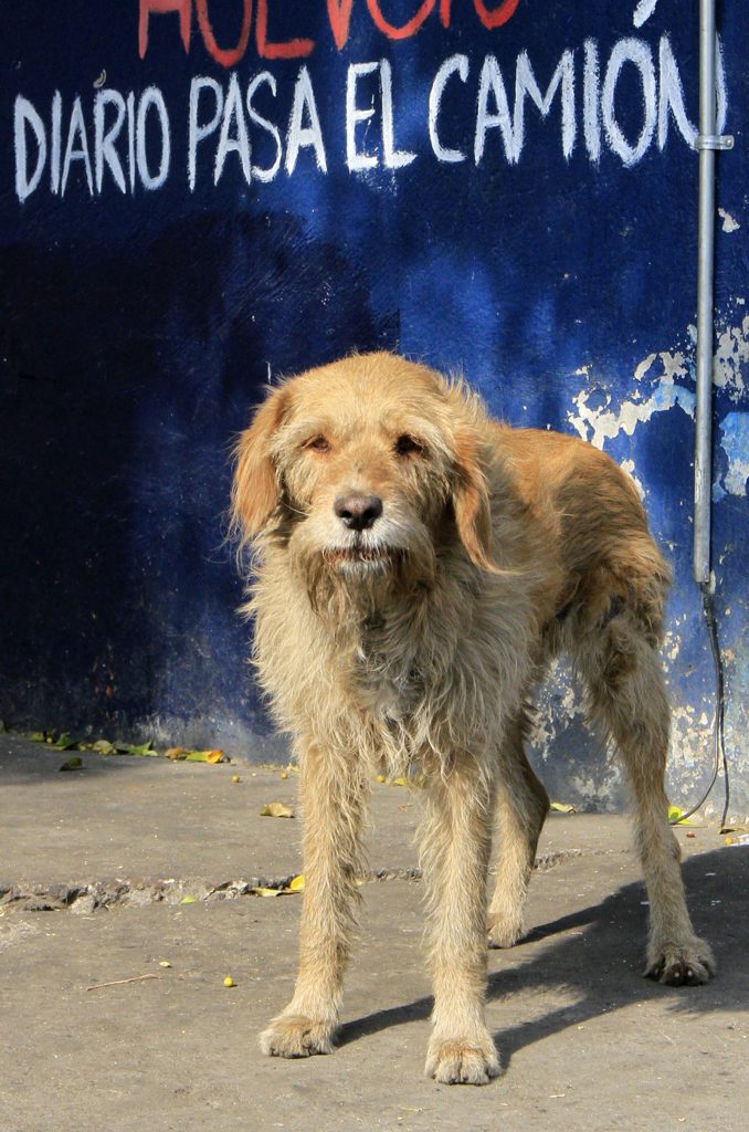 PERROS CALLEJEROS