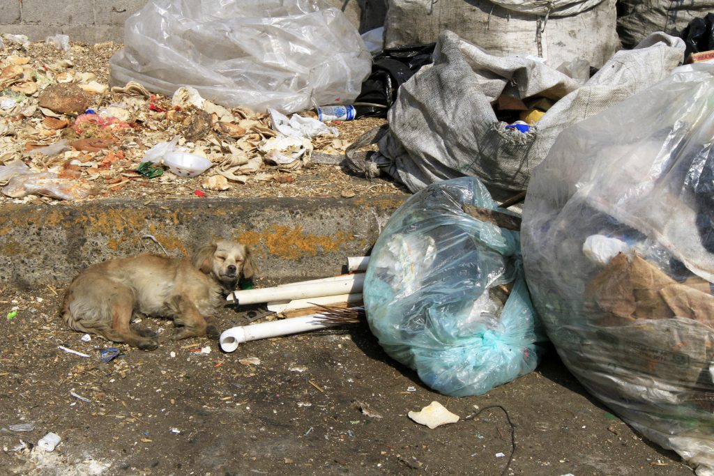 PERROS CALLEJEROS