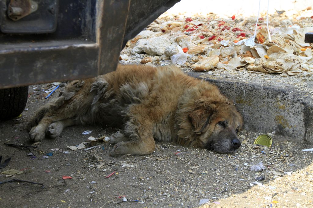 perros callejeros