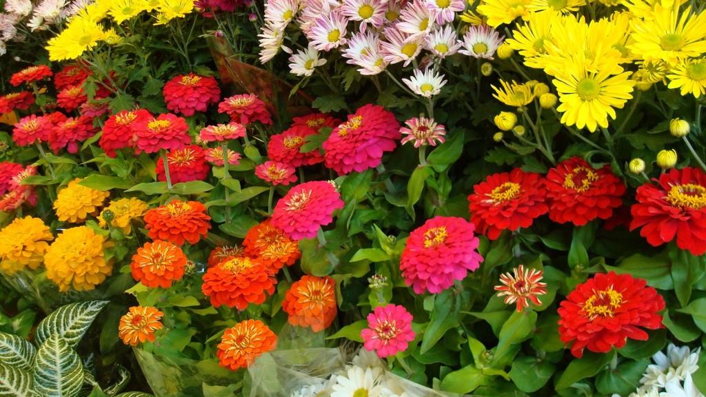 Flores de Xochimilco adornarán Catedral Metropolitana para visita del Papa