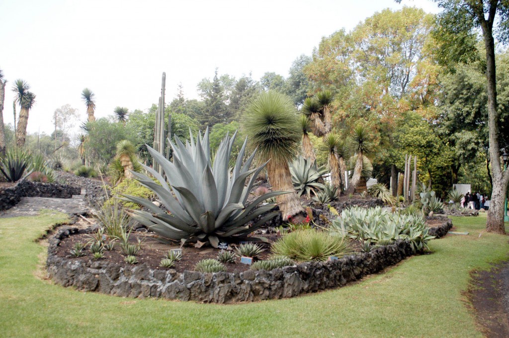 Jardín Botánico consolida procesos de conservación de flora de Chiapas