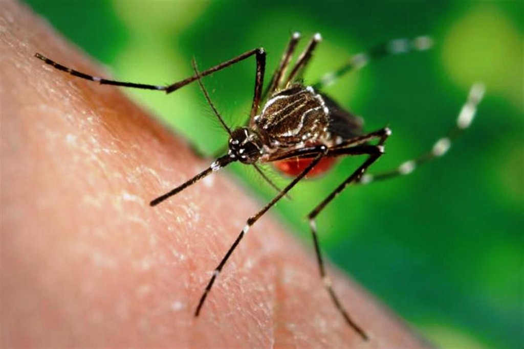 Así es como los mosquitos detectan el sudor humano y te pican