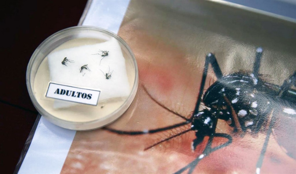 (video) La OMS crea unidad especial, contra el Zika