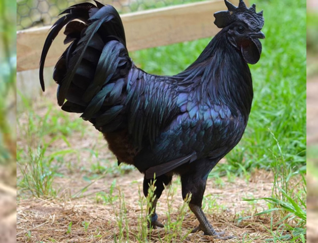 El exótico gallo negro de Indonesia