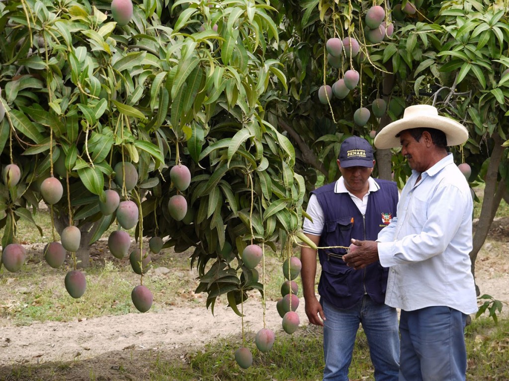 Mango orgánico en BCS para mejorar producción