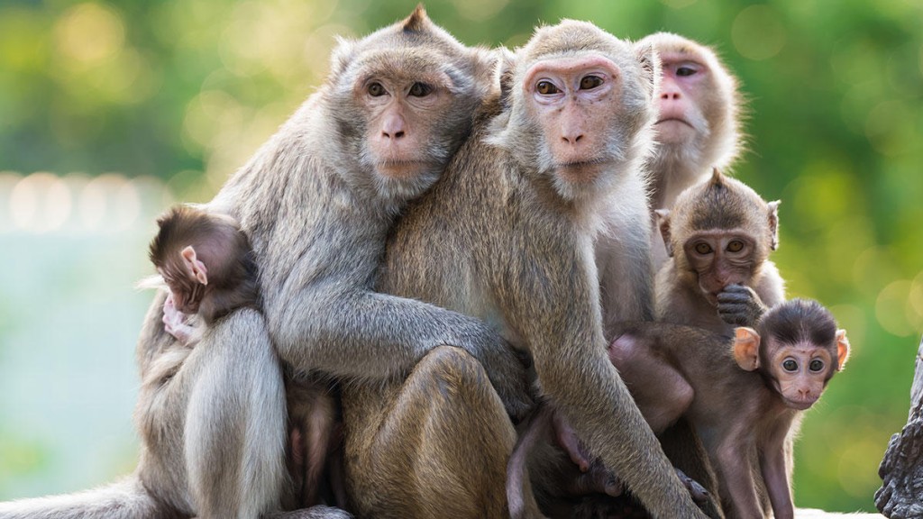 Estudio descubre en monos  Rhesus, 184 nuevos virus