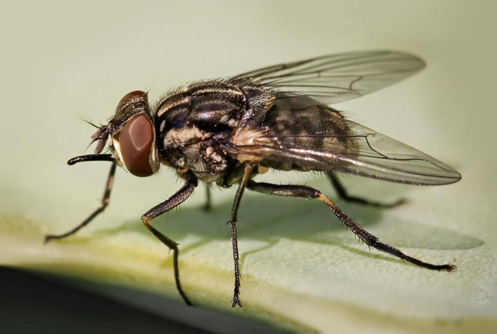 Mosca artificial con alas de hada