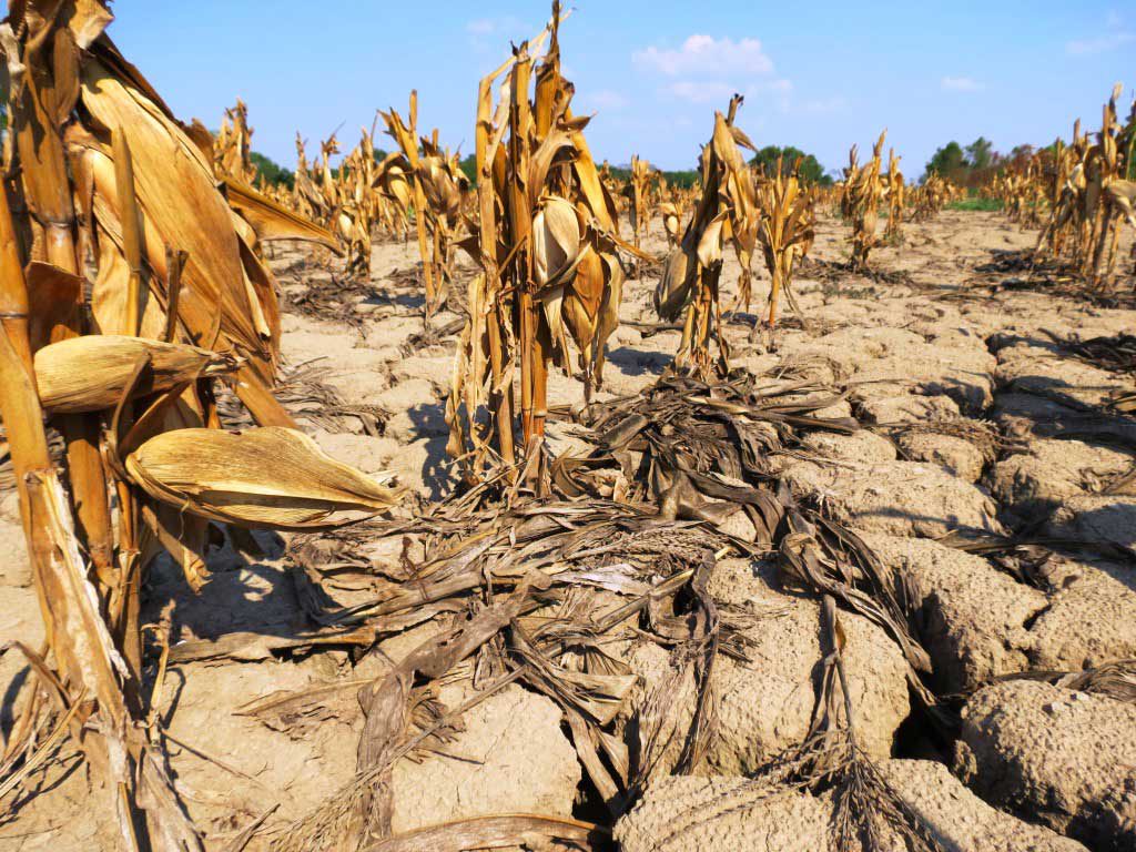 Desde hace 30 años, el campo mexicano enfrenta desmantelamiento y abandono