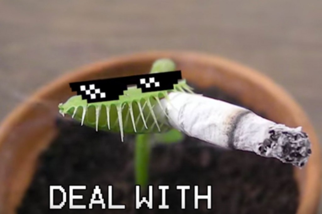(video) Charlie, la planta carnívora estrella de YouTube