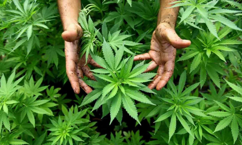 ¿Legalizar la marihuana ayudará en aliviar el estrés?