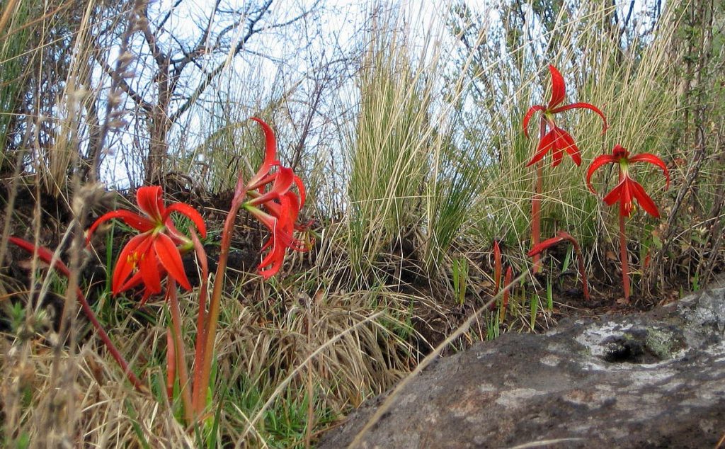 Botánicos reproducen plantas endémicas de Sonora