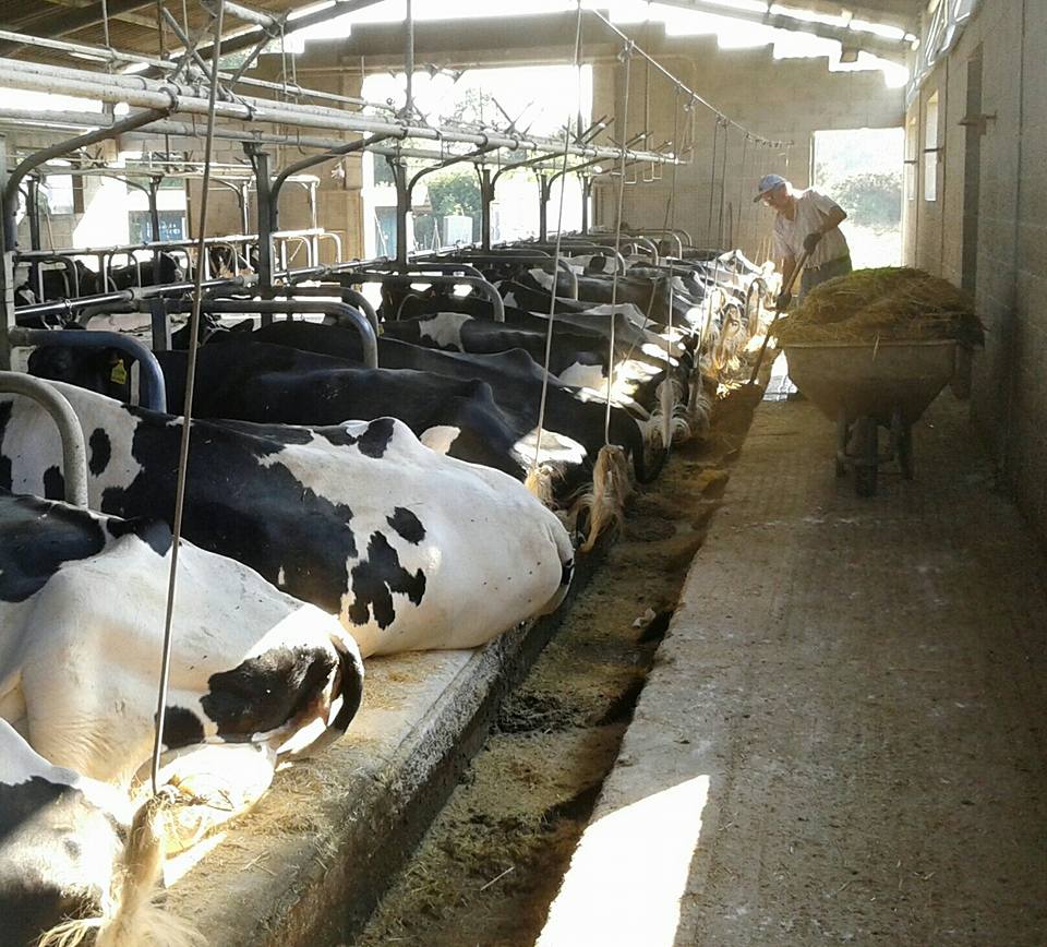 Apoyo de gobierno alemán a productores de leche