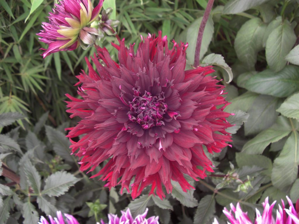 Dalia, la flor mexicana que cautiva al mundo entero