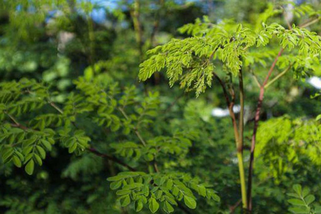 Moringa, el ‘árbol de la vida’