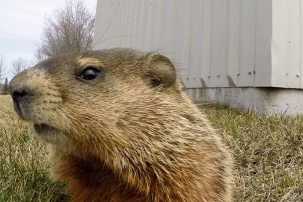 (video) El adorable «detective ardilla de tierra» salió en acción