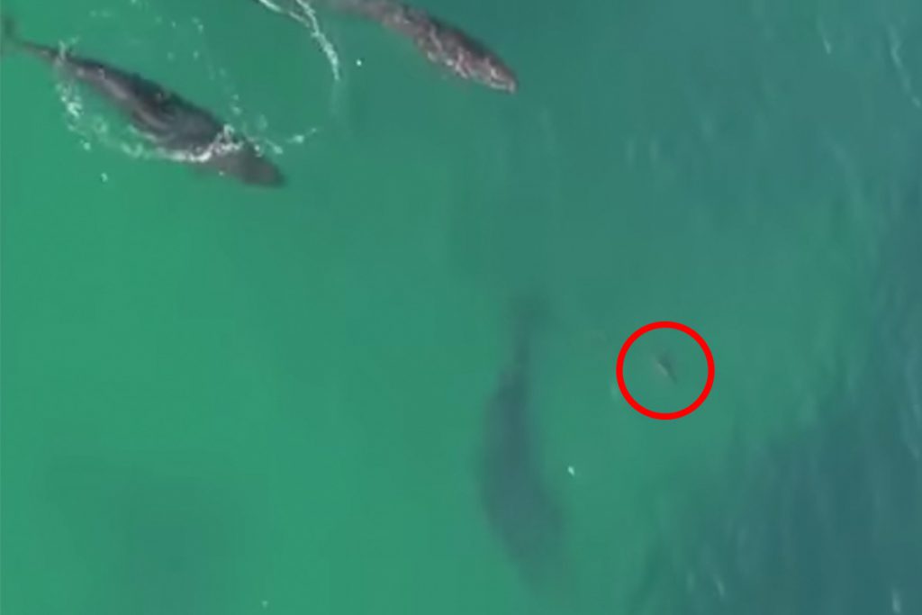 (video) Grupo de orcas negras atacando a un tiburón