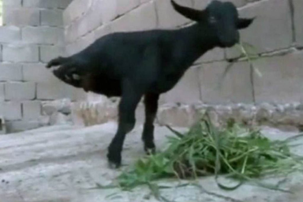 (video) ¡Insólito! cabra camina sólo sobre dos patas en China