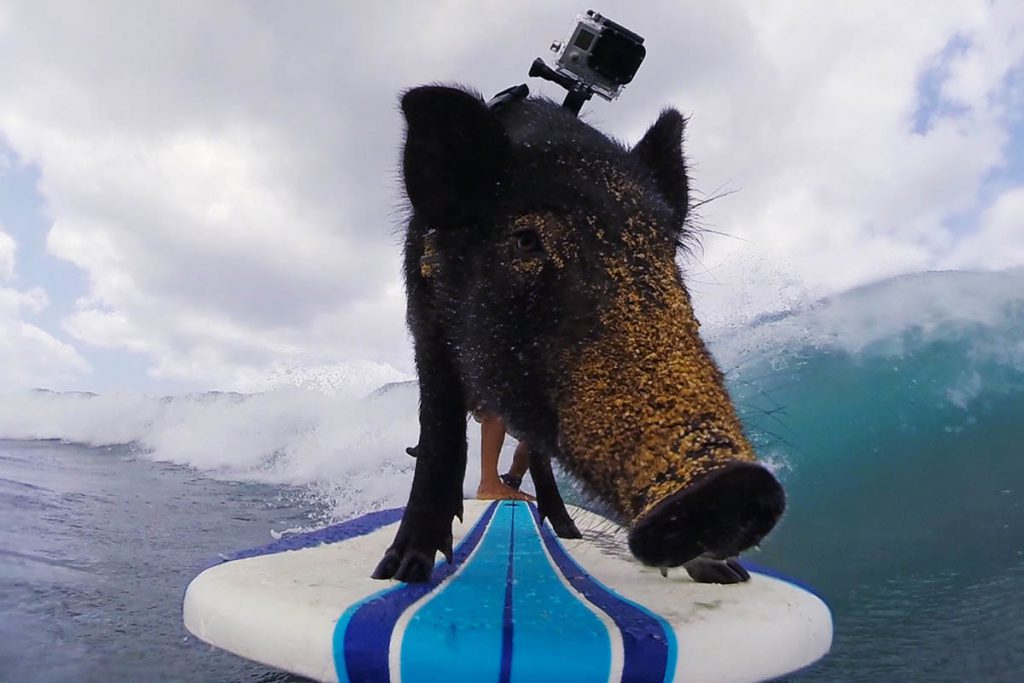 (video) Kama , el cerdito surfer