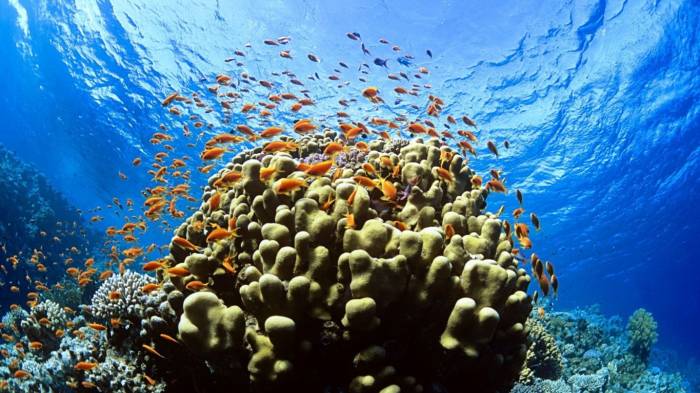 Científicos del Politécnico rescatan arrecifes en Yucatán