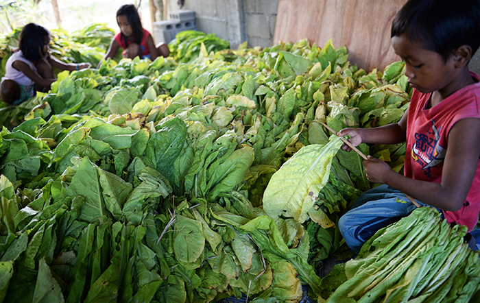 HRW denuncia explotación de niños en producción de tabaco en Indonesia