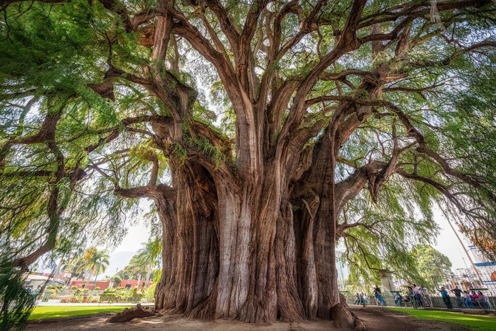 10 de los árboles más geniales del mundo