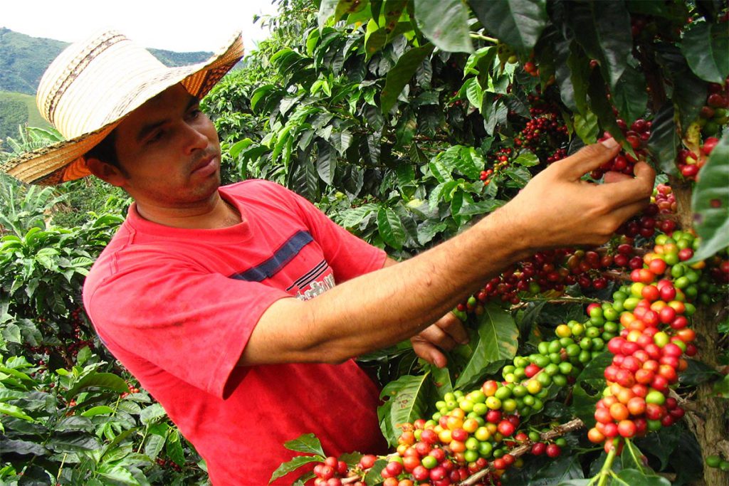 Puebla debe seguir como cuarto productor de café