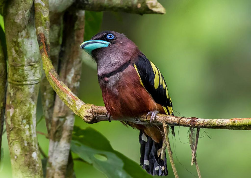 Euriláimidos, los pájaros que cantan con las alas