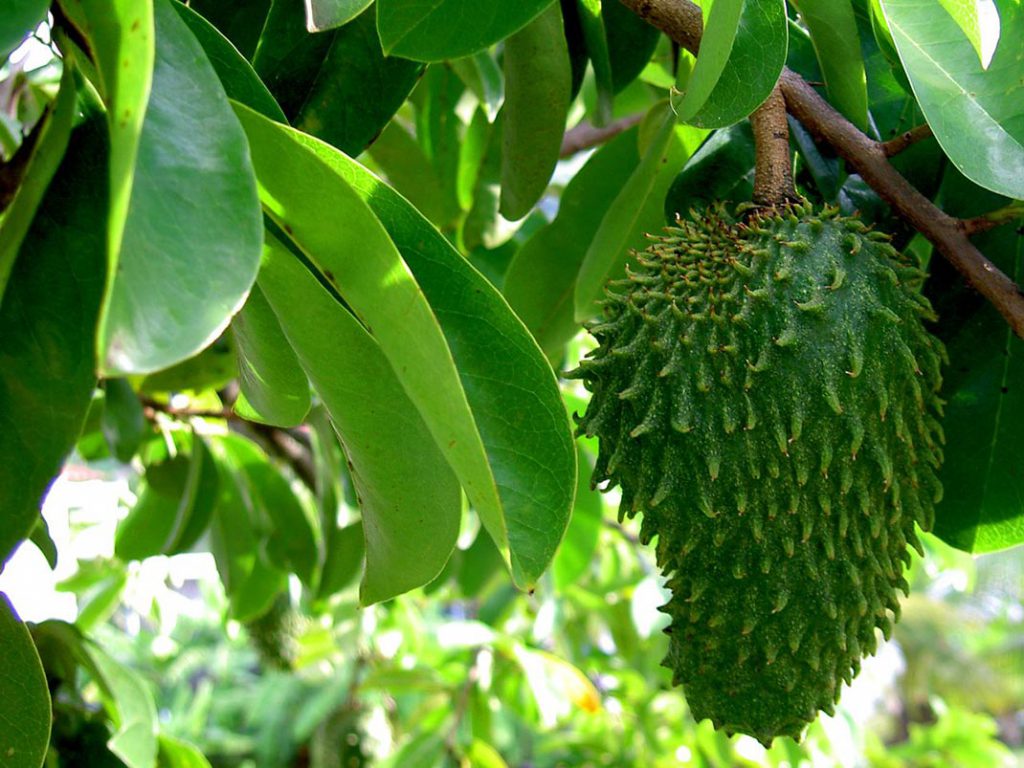 UACAM logra pomada analgésica con extracto de guanábana