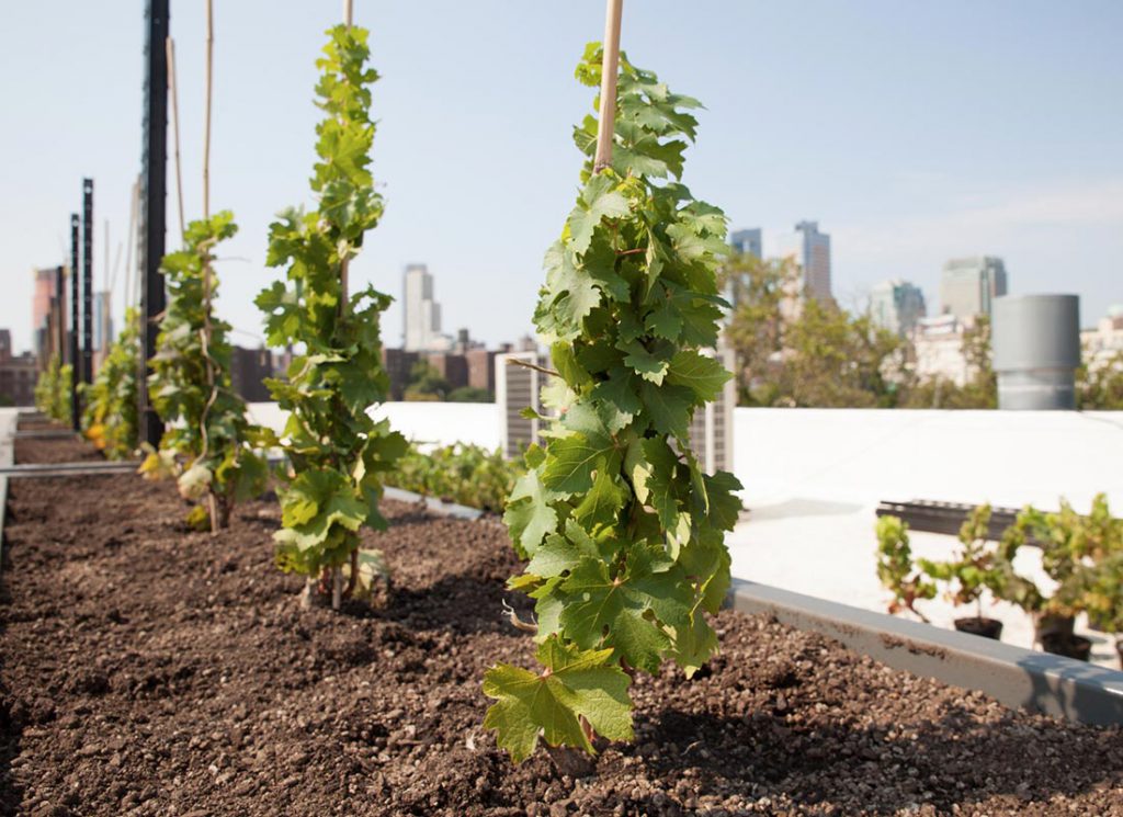 (video) Rooftop Reds, vino producido en azoteas