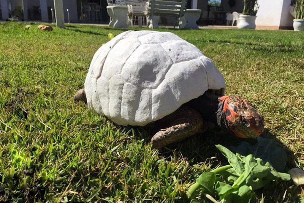 (video) Freddy, la primer tortuga con caparazón 3D