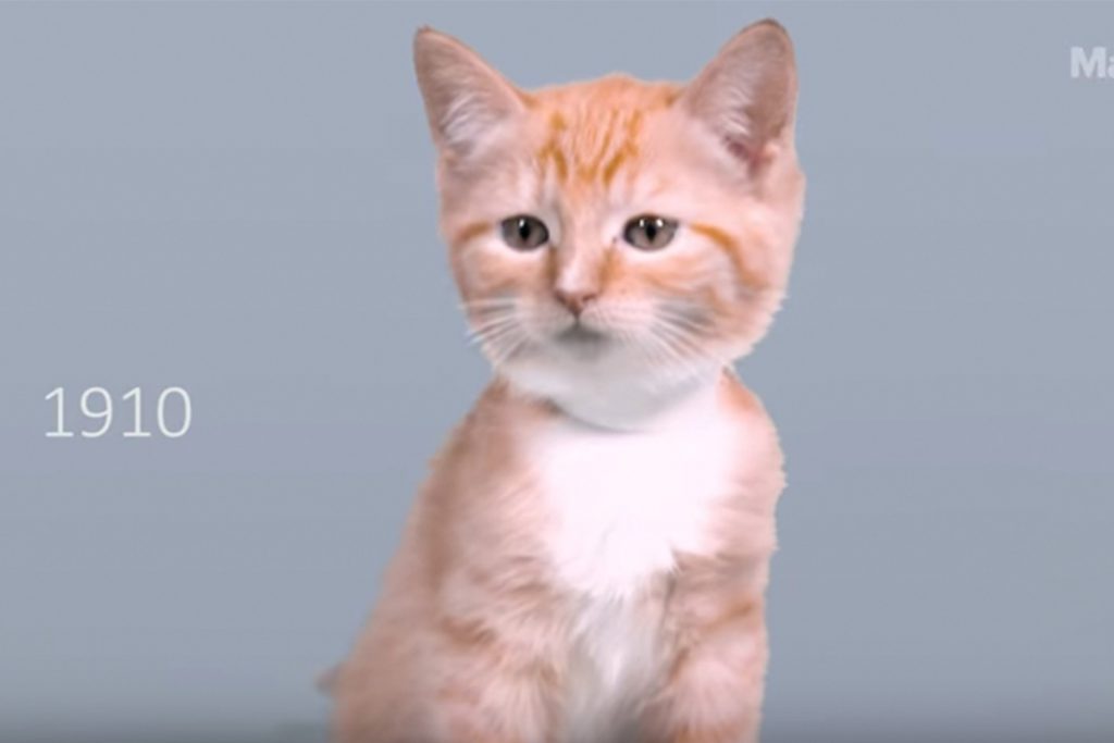 (video) Los gatos y sus cambios a lo largo de un siglo