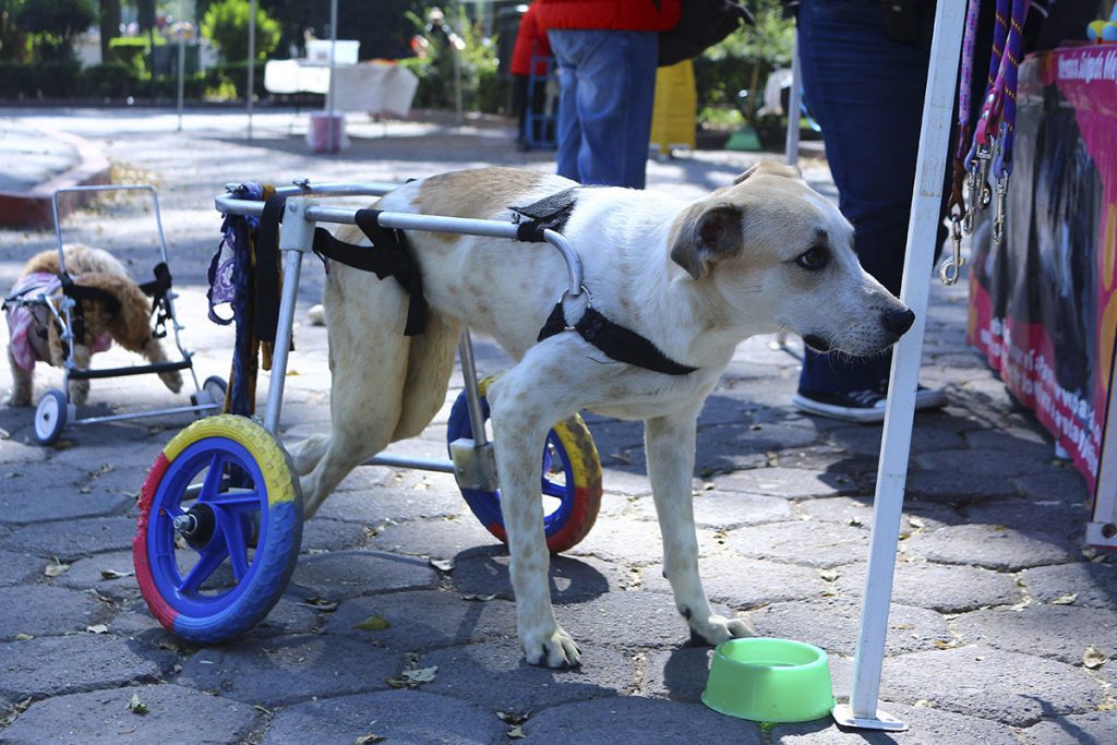 La Constitución salvaguardará los derechos de los animales