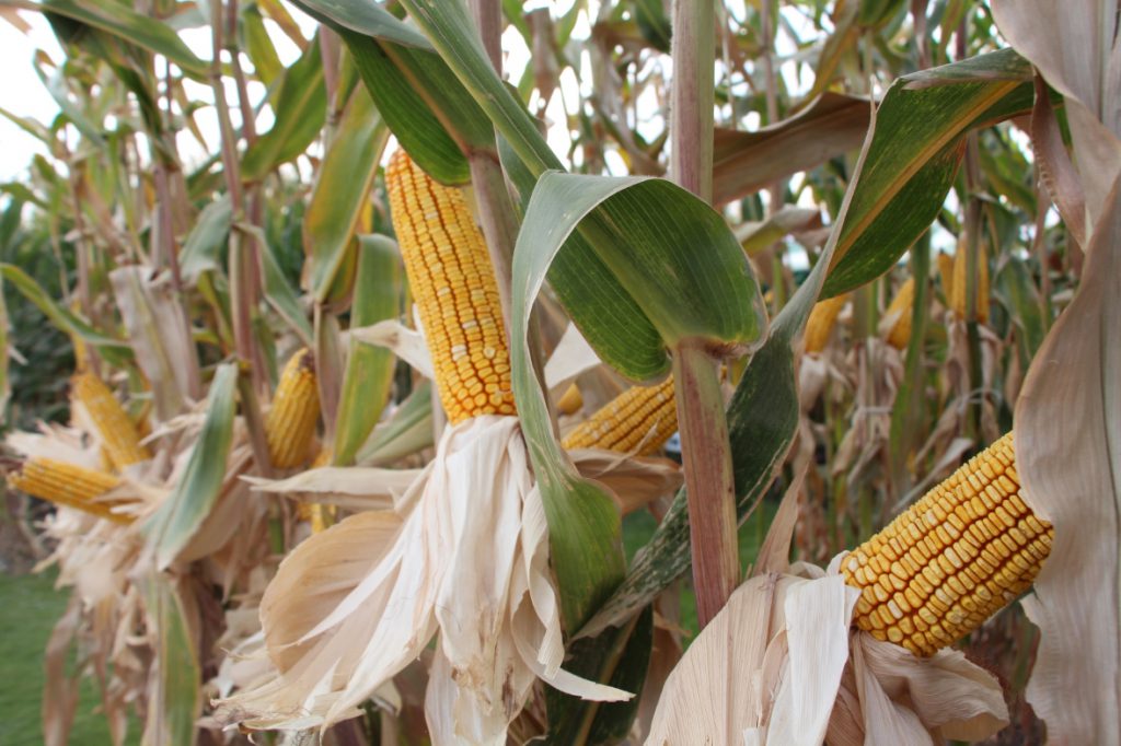 Desarrolla UNAM método alternativo para mejorar cosechas de maíz