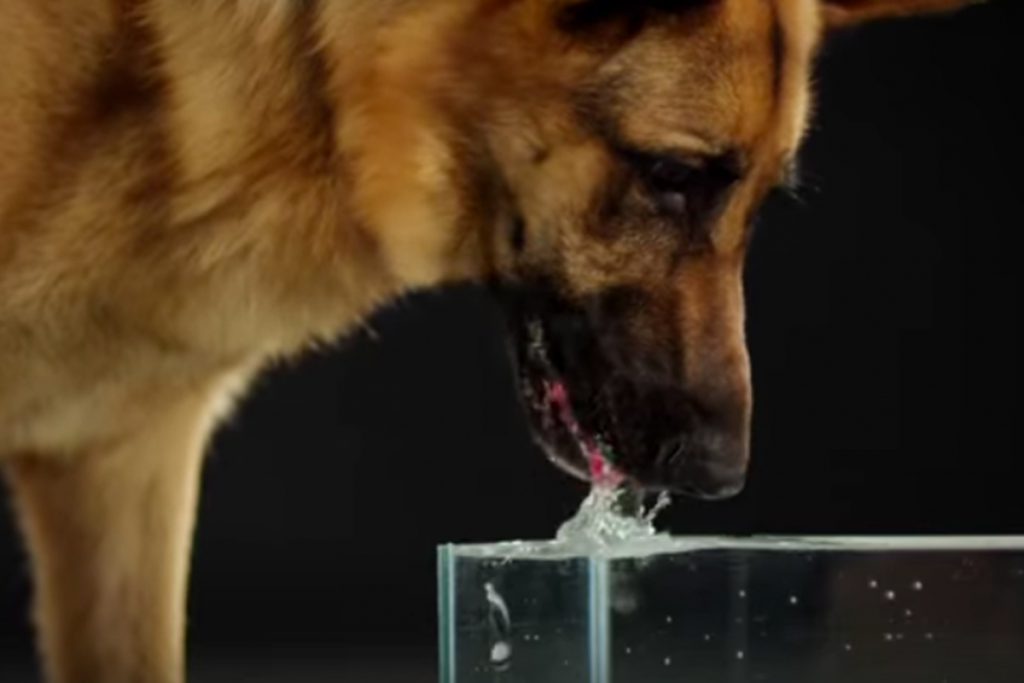 (video) Así se ve un perro bebiendo agua en cámara lenta
