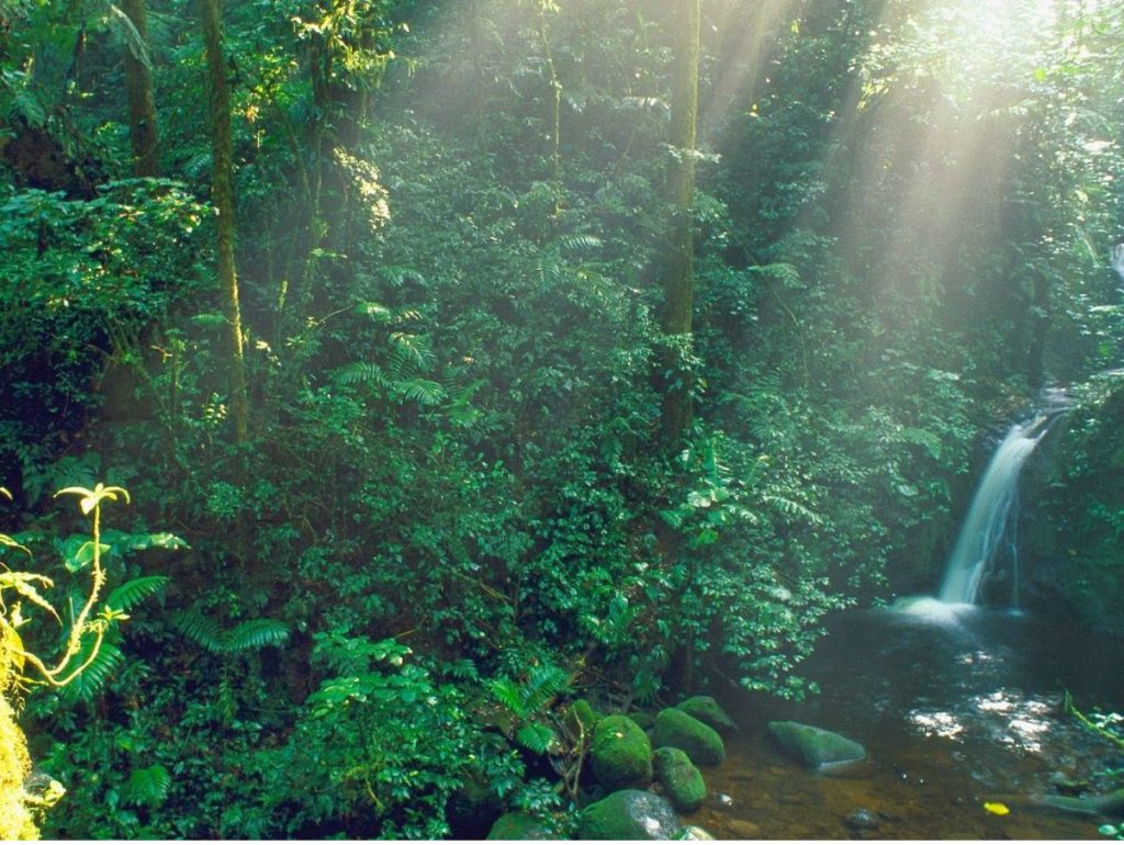 Ecosistemas y biodiversidad de Los Tuxtlas perturbada por actividad humana