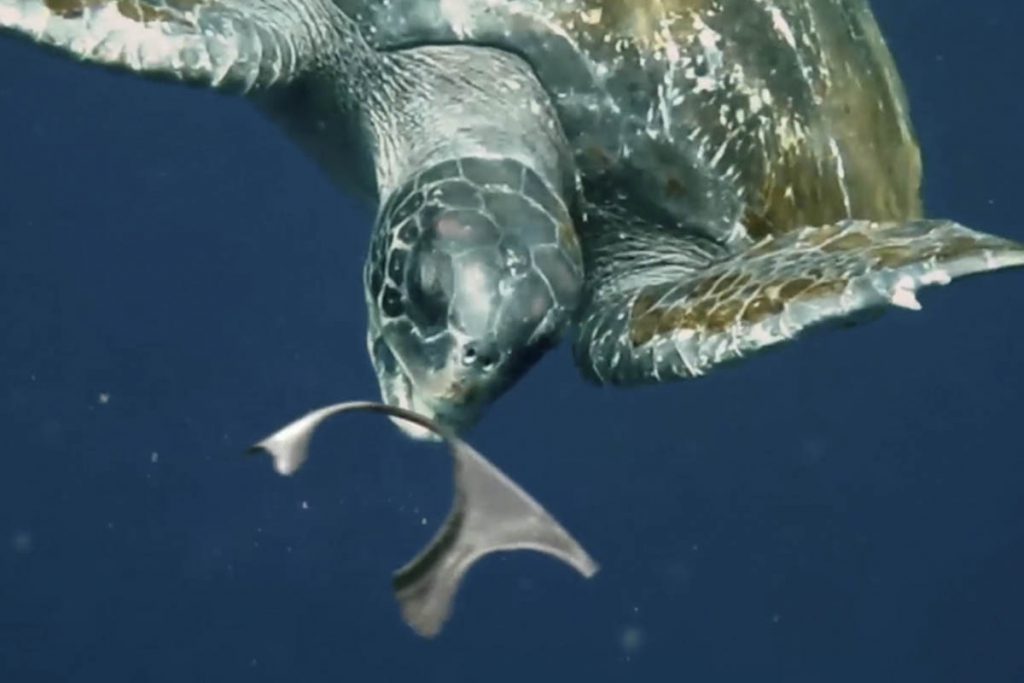 (video) ¡No más peligro! lanzan «red de six pack» comestible para los animales marinos