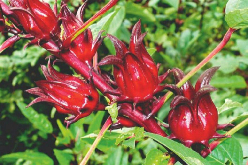 Estudiantes de Calkiní usan semillas de Jamaica para producir café