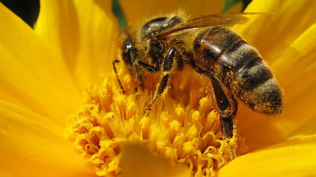 Si las abejas se extinguen, la hambruna cubrirá el planeta