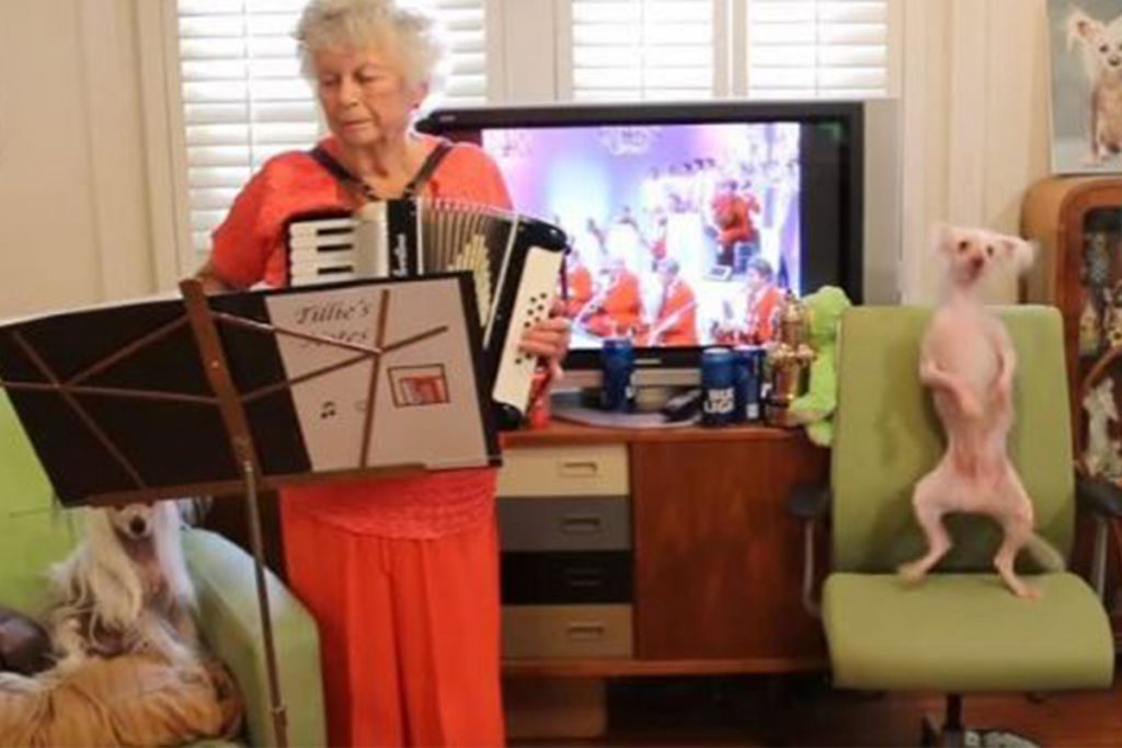 (video) Perro baila polka al ritmo del acordeón que toca abuela
