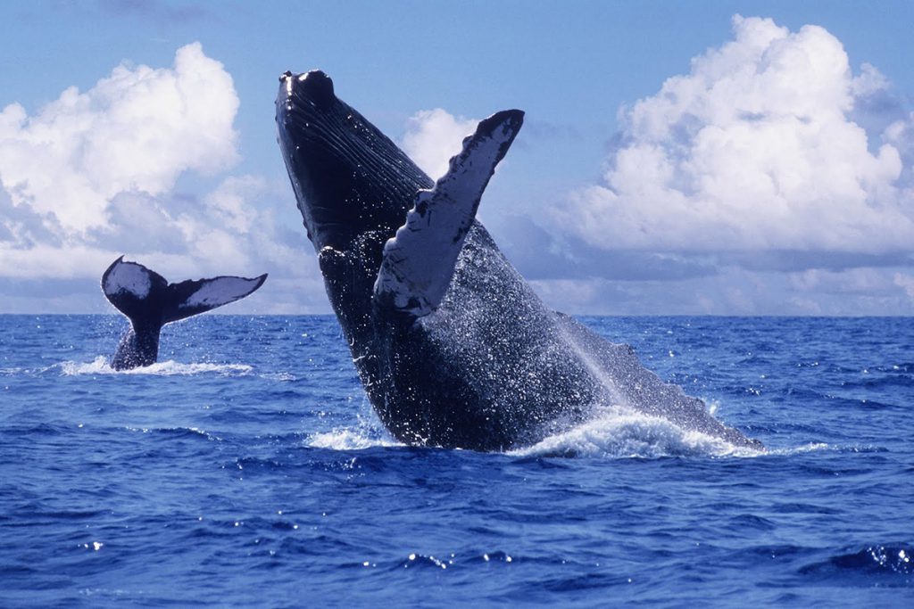 Ballena gris, un método para observarla