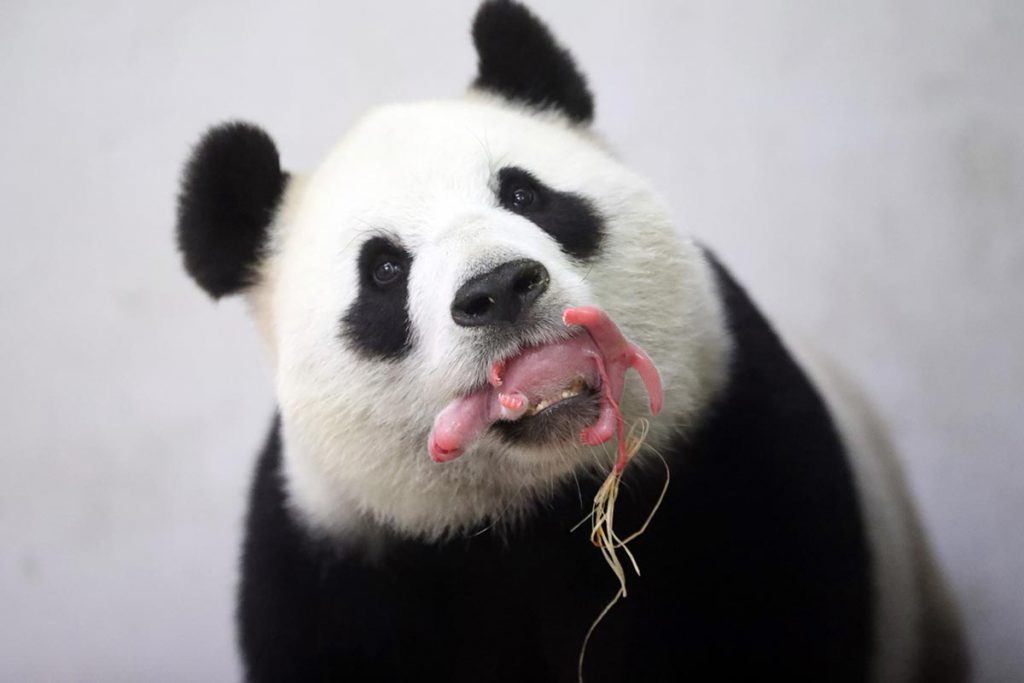 (video) Nace panda gigante en Bélgica