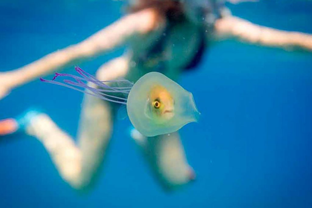 Es ya viral foto de pez y medusa
