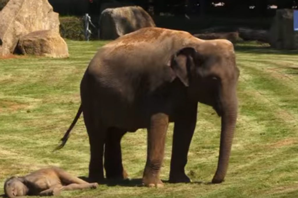 (video) Elefante pide ayuda para despertar a su cría