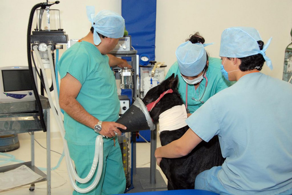 Mascotas con mejor calidad de vida en Hospital UNAM-Banfield